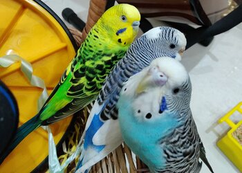 A2z-pets-mania-Pet-stores-Ballupur-dehradun-Uttarakhand-3