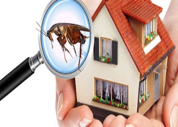 Aavinash-pest-control-Pest-control-services-Aminjikarai-chennai-Tamil-nadu-2