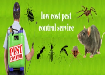 Acme-pest-control-Pest-control-services-Adyar-chennai-Tamil-nadu-2