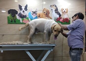 Anils-22-the-pet-shop-Pet-stores-Chandigarh-Chandigarh-2