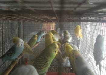 Apna-pet-house-aquarium-shop-Pet-stores-Bilaspur-Chhattisgarh-3