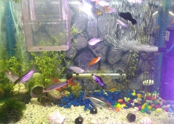 Aqua-fish-and-pets-Pet-stores-Jorhat-Assam-2