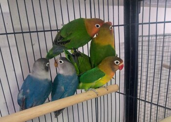 Arav-pet-shop-Pet-stores-Pune-Maharashtra-3