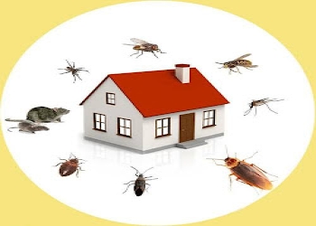 Arise-pest-control-services-Pest-control-services-Begumpet-hyderabad-Telangana-2