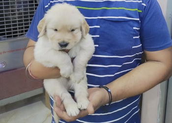 Arora-pet-shop-Pet-stores-Faridabad-Haryana-3