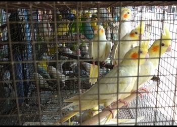 Asansol-bird-and-pet-shop-Pet-stores-Asansol-West-bengal-2