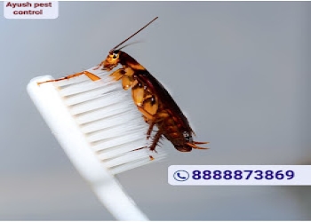 Ayush-pest-control-service-Pest-control-services-Nashik-Maharashtra-2