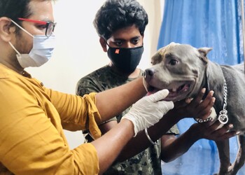 B2vet-pet-clinic-Veterinary-hospitals-Dwaraka-nagar-vizag-Andhra-pradesh-2