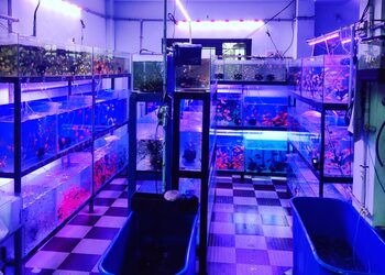 Blue-nest-home-Pet-stores-Thiruvananthapuram-Kerala-2