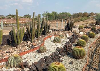 Cactus-garden-Public-parks-Amravati-Maharashtra-1