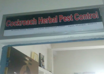 Cockroach-herbal-pest-control-Pest-control-services-Lower-parel-mumbai-Maharashtra-1