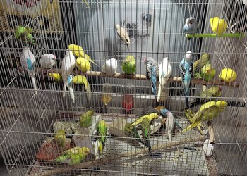 Crystal-aquarium-pet-shop-Pet-stores-Gurugram-Haryana-3