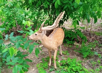 Deer-park-Public-parks-Moradabad-Uttar-pradesh-1