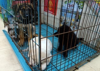 Dog-concept-pet-store-Pet-stores-Guwahati-Assam-3