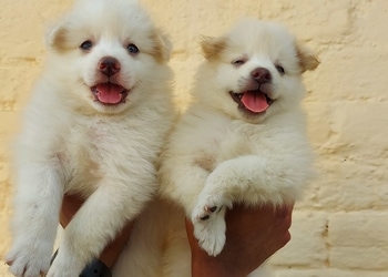 Doggyz-hub-dmt-Pet-stores-Dhamtari-Chhattisgarh-2