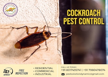 Dynamic-pest-solutions-Pest-control-services-Alipore-kolkata-West-bengal-1