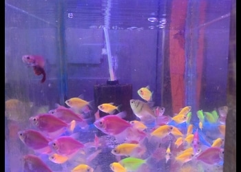 Fish-mania-Pet-stores-Malda-West-bengal-3