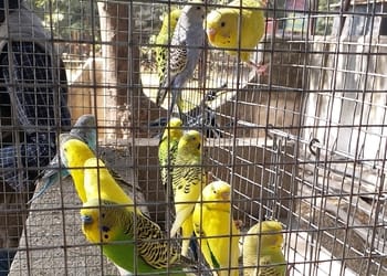 Fur-feather-fins-Pet-stores-Korba-Chhattisgarh-2