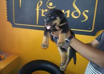 Furry-friends-Pet-stores-Jamnagar-Gujarat-3