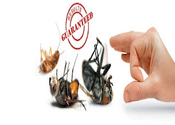 Global-pest-control-organisation-Pest-control-services-Talab-tillo-jammu-Jammu-and-kashmir-2