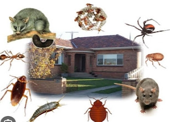 Green-pest-control-Pest-control-services-Bara-bazar-kolkata-West-bengal-2