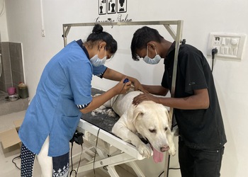 Happy-pets-vet-clinic-Veterinary-hospitals-Adajan-surat-Gujarat-2