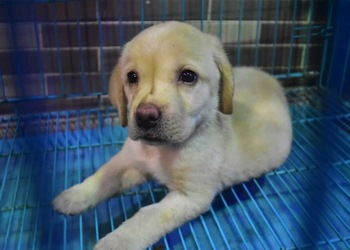 Jamshedpur-pets-point-Pet-stores-Jamshedpur-Jharkhand-3