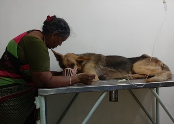 Jp-pet-speciality-hospital-Veterinary-hospitals-Adyar-chennai-Tamil-nadu-3