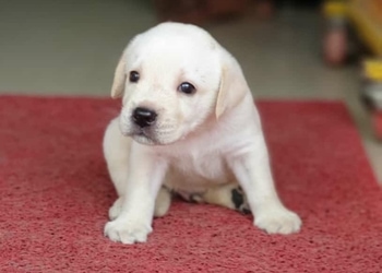 Kedias-agency-Pet-stores-Korba-Chhattisgarh-2