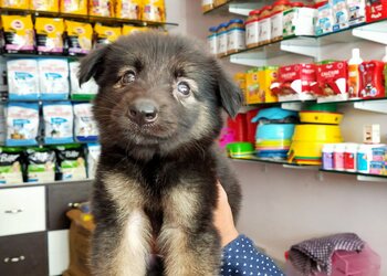 King5-pets-Pet-stores-Kakinada-Andhra-pradesh-3