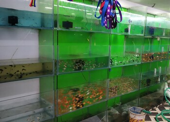 Malabar-pet-centre-Pet-stores-Kozhikode-Kerala-2