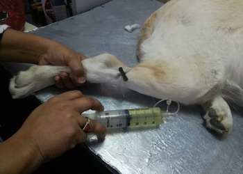 Mansis-pet-care-clinic-Veterinary-hospitals-Mira-bhayandar-Maharashtra-2