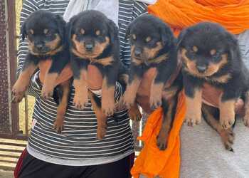 Mister-dog-pet-shop-Pet-stores-Civil-lines-jaipur-Rajasthan-3