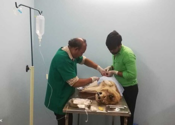 Nellore-pet-clinic-Veterinary-hospitals-Nellore-Andhra-pradesh-3