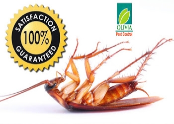 Olivia-pest-control-services-Pest-control-services-Viman-nagar-pune-Maharashtra-1