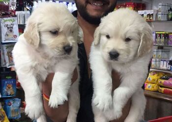 One-stop-pet-store-Pet-stores-Adajan-surat-Gujarat-2