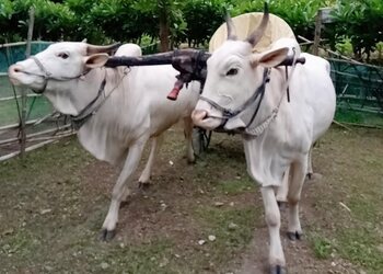 Oxygen-park-Public-parks-Amravati-Maharashtra-2