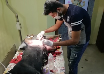 Paws-vet-care-Veterinary-hospitals-Rohtak-Haryana-3