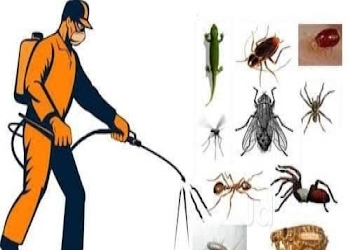 Pest-hunter-control-services-Pest-control-services-Narela-delhi-Delhi-2