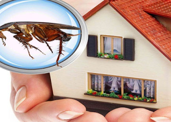 Pest-perfect-control-Pest-control-services-Ernakulam-Kerala-1