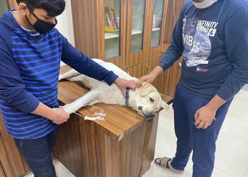 Pet-care-and-cure-Veterinary-hospitals-Bhai-randhir-singh-nagar-ludhiana-Punjab-2