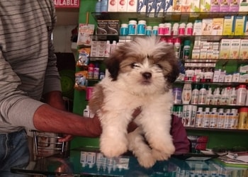 Pet-city-Pet-stores-Guwahati-Assam-2