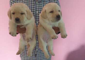 Pet-hub-Pet-stores-Kota-junction-kota-Rajasthan-3