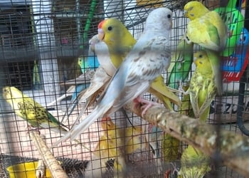 Pet-world-Pet-stores-Nehru-nagar-bilaspur-Chhattisgarh-3