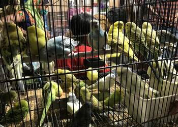 Pets-heaven-indore-Pet-stores-Indore-Madhya-pradesh-2