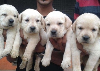 Pets-paradise-Pet-stores-Asansol-West-bengal-1