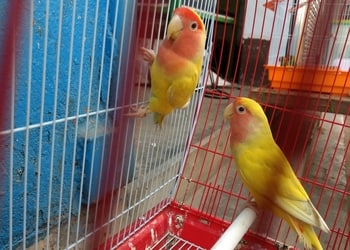 Pets-paradise-Pet-stores-Asansol-West-bengal-3