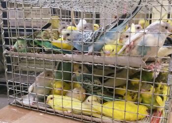 Pets-paradise-Pet-stores-Pondicherry-Puducherry-2