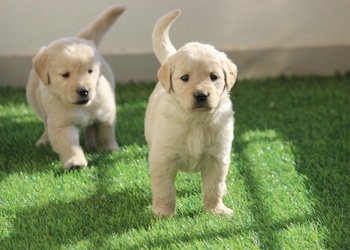 Pets-station-Pet-stores-Jamnagar-Gujarat-3