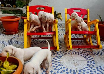 Pinky-pets-Pet-stores-Erode-Tamil-nadu-3